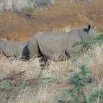 Носорозите - "жертва" на първия ни "фотоизстрел"